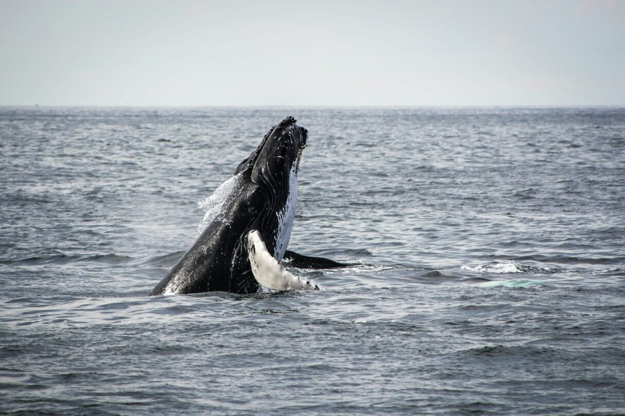 Humpback Whale Breaching